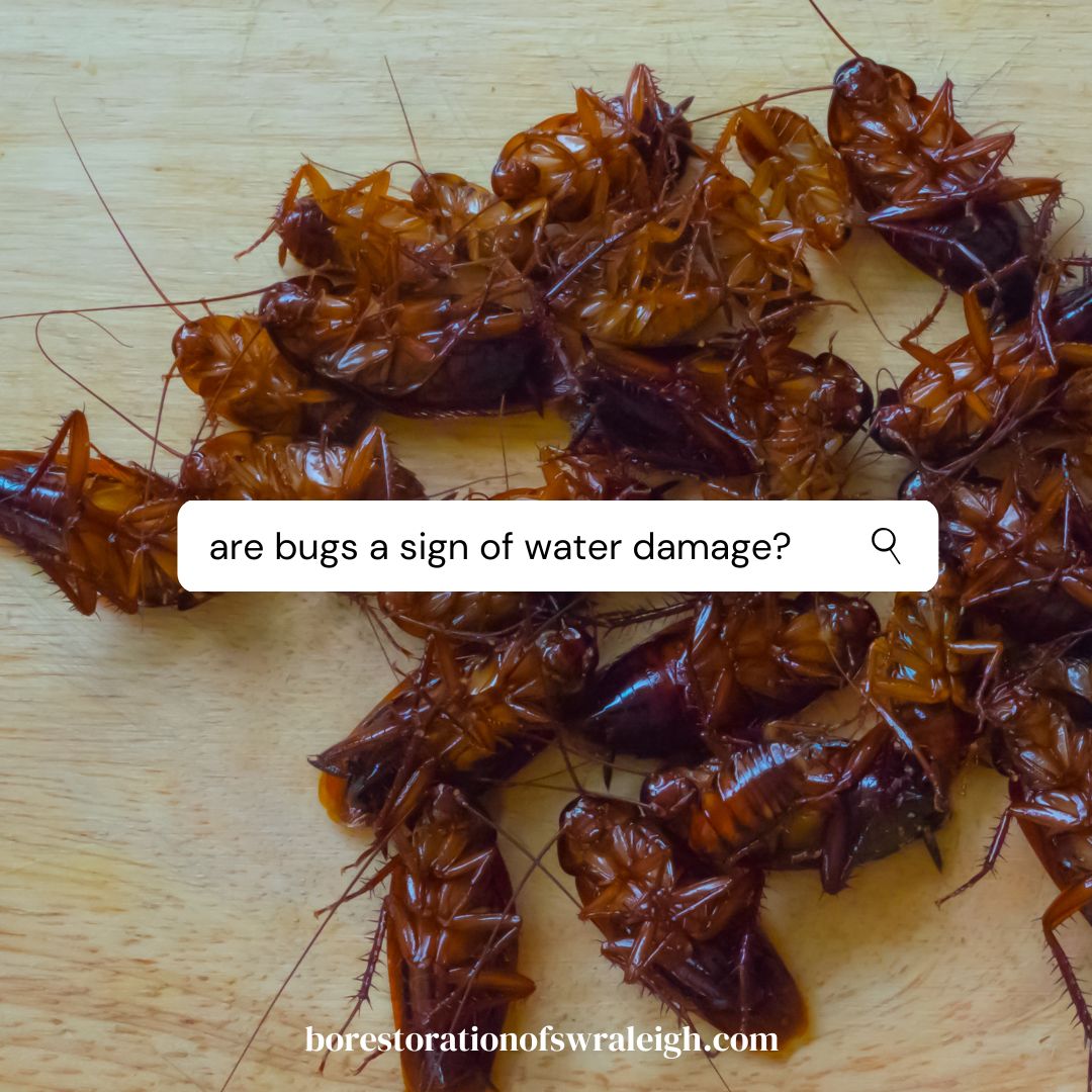 Bugs in Your Home: A Sign of Water Damage - Insights from Best Option Restoration of SW Raleigh