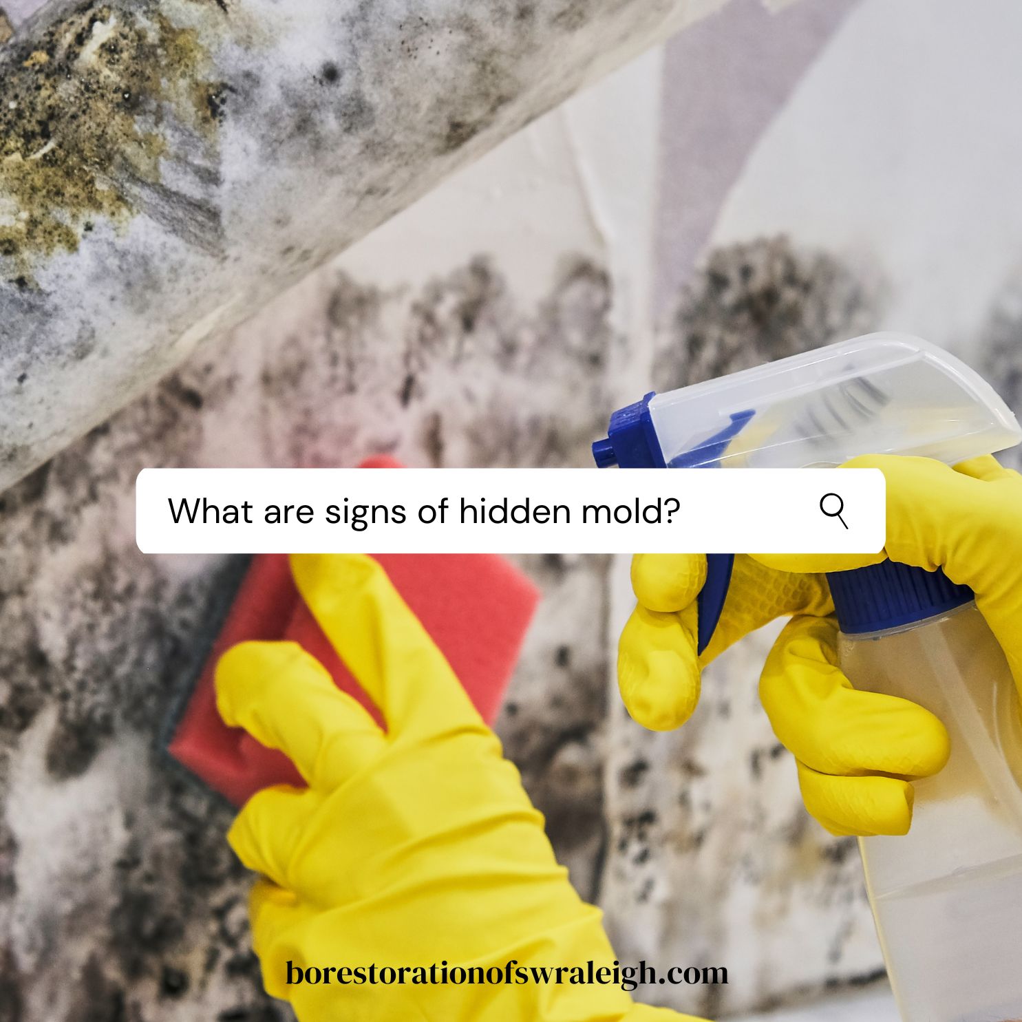 Is Your Home at Risk? Uncovering Hidden Mold Infestations